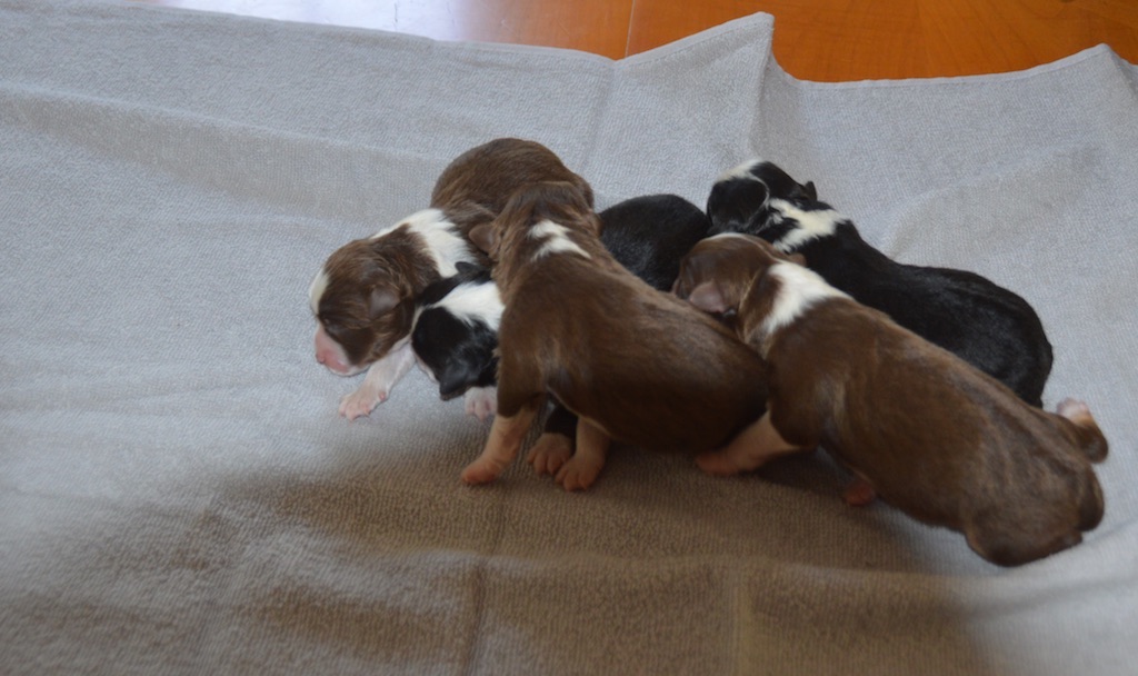 Naissance attendue de chiots Berger Américain Miniature